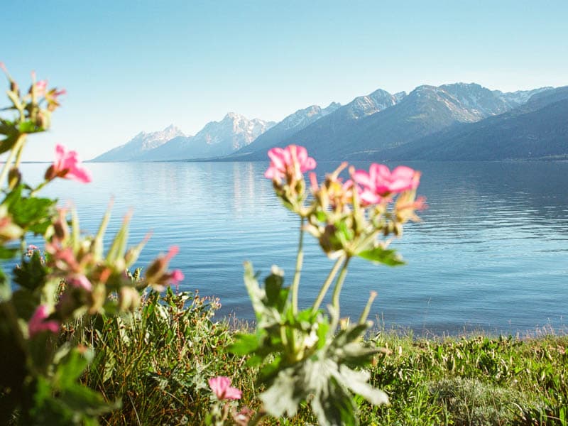 Wildflowers by Jackson Lake in Grand Teton National Park, Wyoming