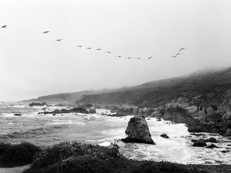 Flock of birds above the coastline in Big Sur, California
