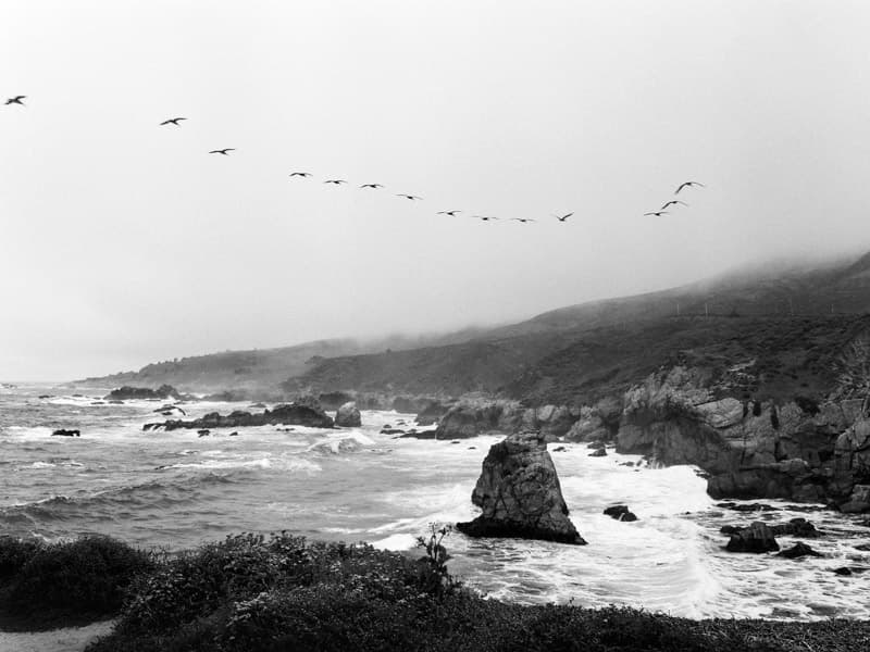 Flock of birds above the coastline in Big Sur, California