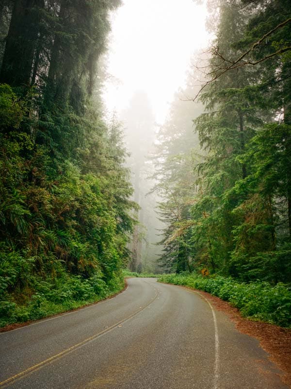 Foggy forest road in Redwoods, California