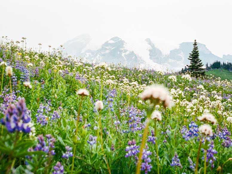 Wildflower meadow below Mount Rainier in Paradise, Washington