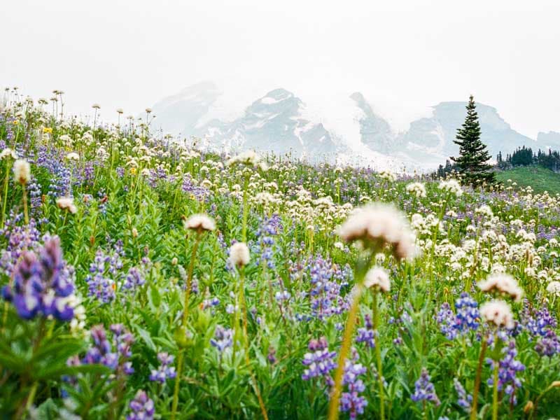 Wildflower meadow below Mount Rainier in Paradise, Washington