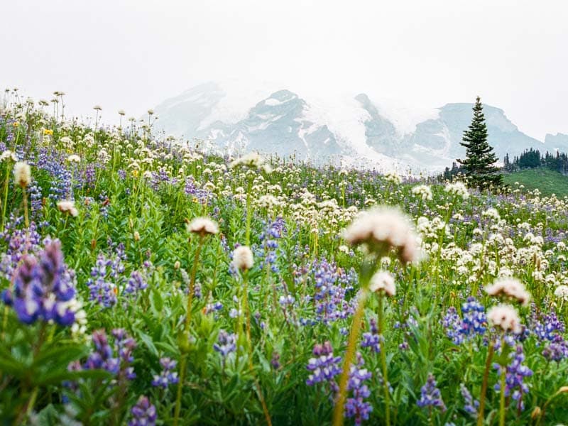 Wildflower meadow below Mount Rainier in Paradise, Washington