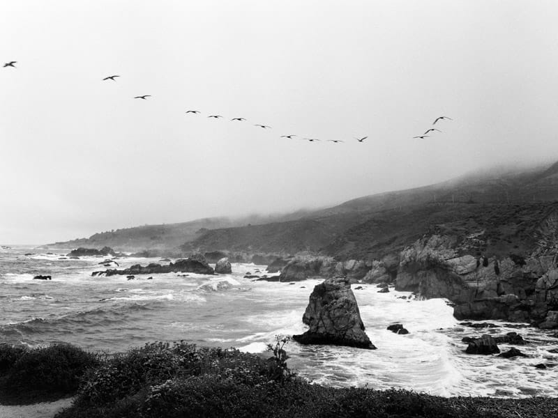 Flock of birds above the coastline in Big Sur, California