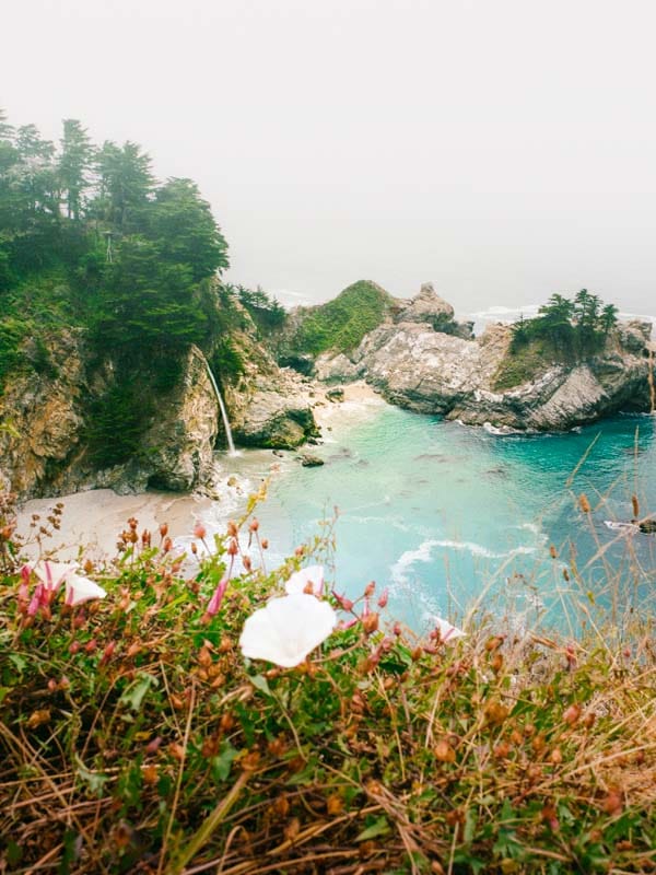 Wildflowers above McWay Falls in Big Sur, California