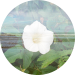 White flower double exposed with the coast, Oregon
